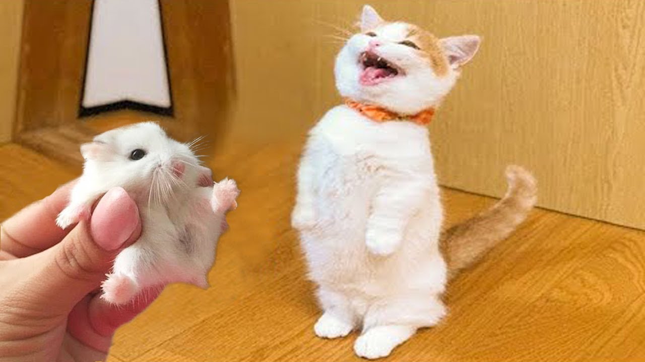 Try Not To Laugh Pets | Funny Cat Videos 2023 | Funniest Animal Videos #13