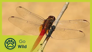 Sky Hunters, The World of the Dragonfly - Go Wild