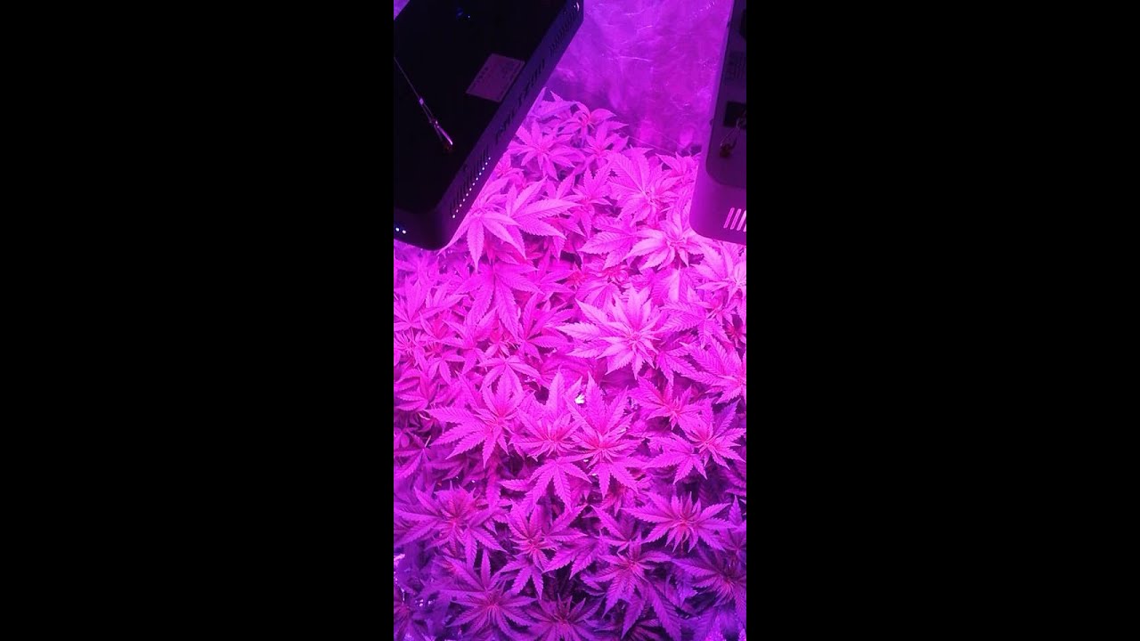 3 week into flower with my 2 moby dick, 2 grape ape ,and 1 power africa
