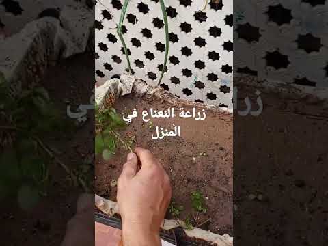 شرح طريقة زراعة النعناع للموسم الجديد 2023