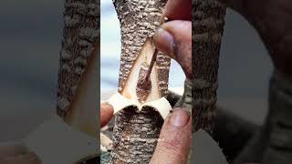 Amazing grafting technique🌳🌳#airlayering #ombur #grafting #bonsai #gardening #diy #craft