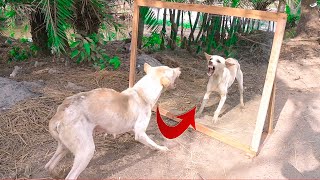 Angry Dog VS Mirror Reaction | Very Crazy Dog Fighting Himself On Mirror | Super Funny Video