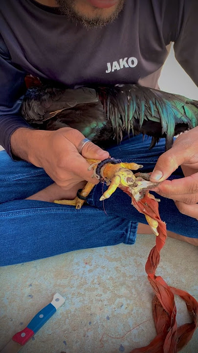 Chandi ka ilaj 🐓🐤#viral #viralvideo #youtubeshorts #birds #vlog #music