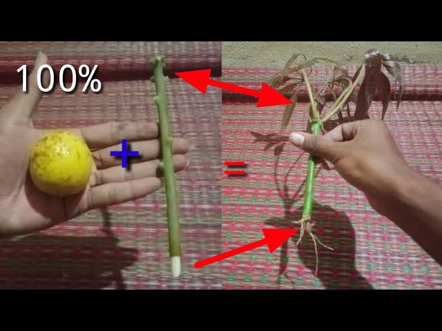 The newest way to grow mangoes with oranges: No one has done it before./How tu class=