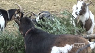 Recycling Christmas Trees into Farm Feed | Connecting Point | Jan. 8, 2019