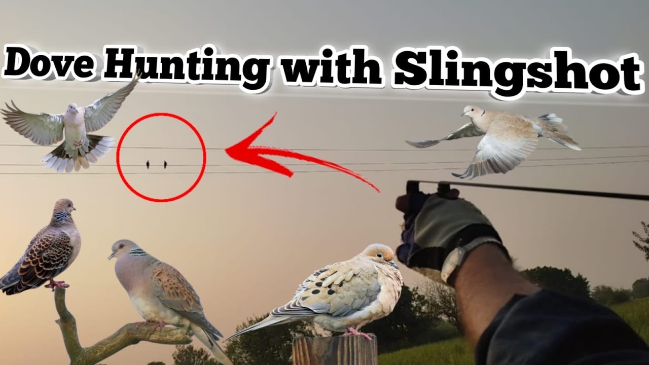 Dove Hunting With Slingshot YouTube