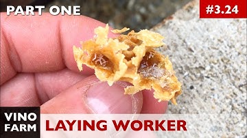Laying Worker EPIC SAGA - PART 1