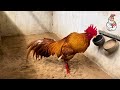 Showcasing Premium Gamefowl Specimens
