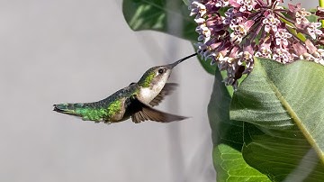Slow motion video of a Ruby-throated Hummingbird drinking nectar from Milkweed flowers.