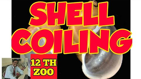 SHELL COILING IN SNAIL | CYTOPLASMIC INHERITANCE | LIMNAEA PEREGRA| STD 12 | ZOOLOGY | PRINCIPLES