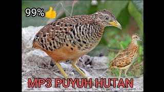 pikat puyuh hutan/99%ampuh.suara keras dan jernih.