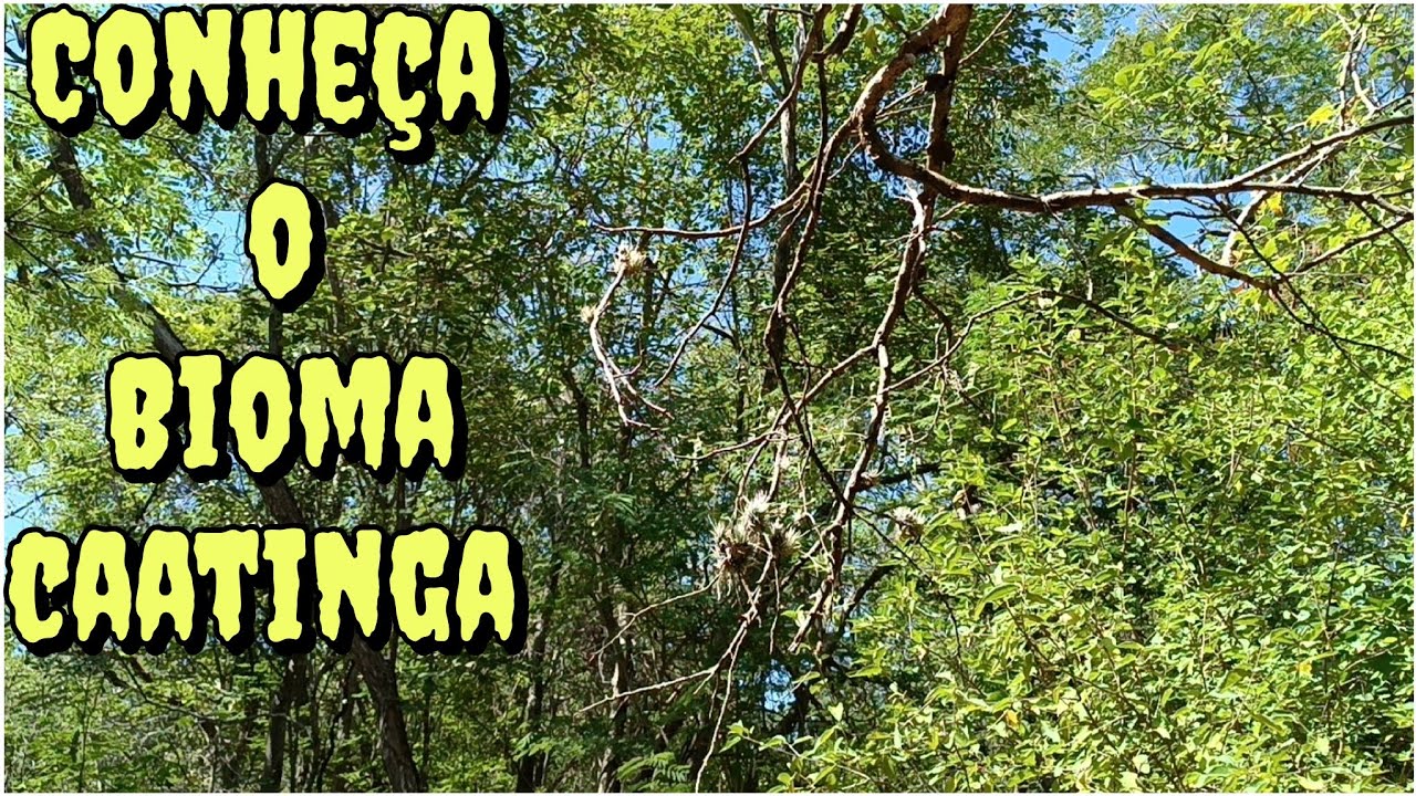 BIODIVERSIDADE DO BIOMA CAATINGA, ÚNICO BIOMA 100 % BRASILEIRO - YouTube