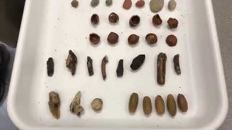 Satake EVOLUTION MIR Sorting FM from Hazelnuts