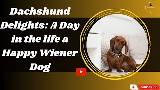 Dachshund Love: Celebrating the Bond Between Human and Wiener Dog by Animals World 4k 139 views 11 months ago 16 minutes
