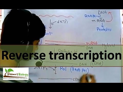 Reverse transcription | by reverse transcriptase enzyme - YouTube