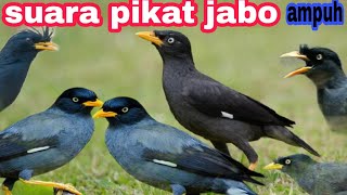 SUARA PIKAT BURUNG JALAK KEBO LIAR PALING AMPUH 2021