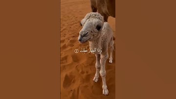 تلاوة نادرة للشيخ عبد الباسط عبد الصمد من سورة التكوير ❤️ جودة عاليةHD