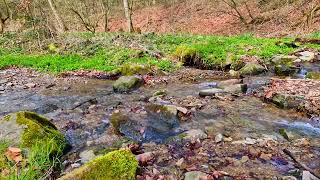 Relieve stress, calm down and relax to the pleasant sound of a stream in the forest in spring. by waldirelax 100 views 2 weeks ago 1 hour, 31 minutes