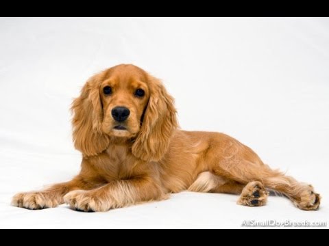 dog crate for cocker spaniel