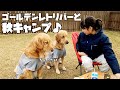 【大型犬と秋CAMP】お姉ちゃんのキャンプ飯を狙うゴールデンレトリバー