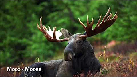 Awensiinyag - Wild Animals (Ojibwe)