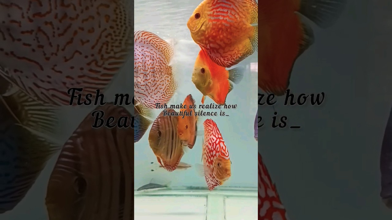 Variety of Discus Fish 🐠 