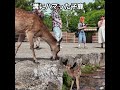 溝にハマった子鹿 #deerpark #奈良公園