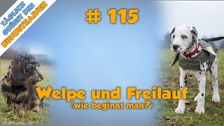 TGH 115 : Freilauf mit Welpen  wie fängt man an  Hundeschule Stadtfelle