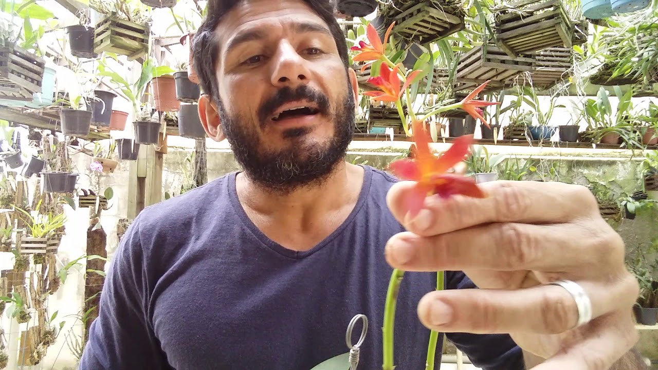 Plantio de Cultivo de Orquídeas terrestre 2