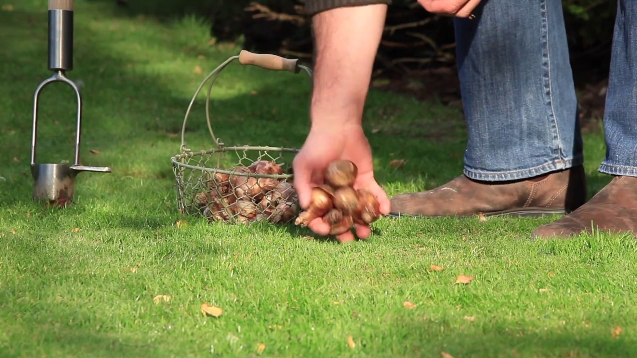 Sneeboer Bulb Planter