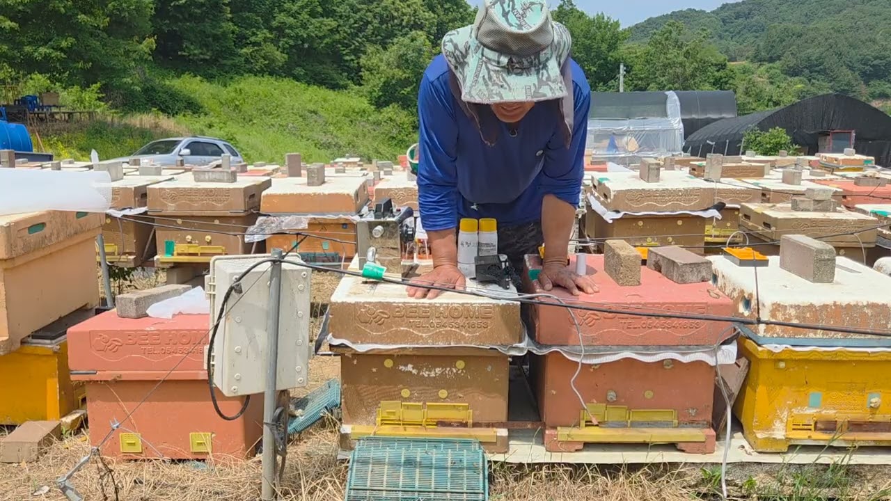 응애잡는 약. 테스트 영상입니다.단양양봉 8003-6261. ●구입문의 010-7650-4888