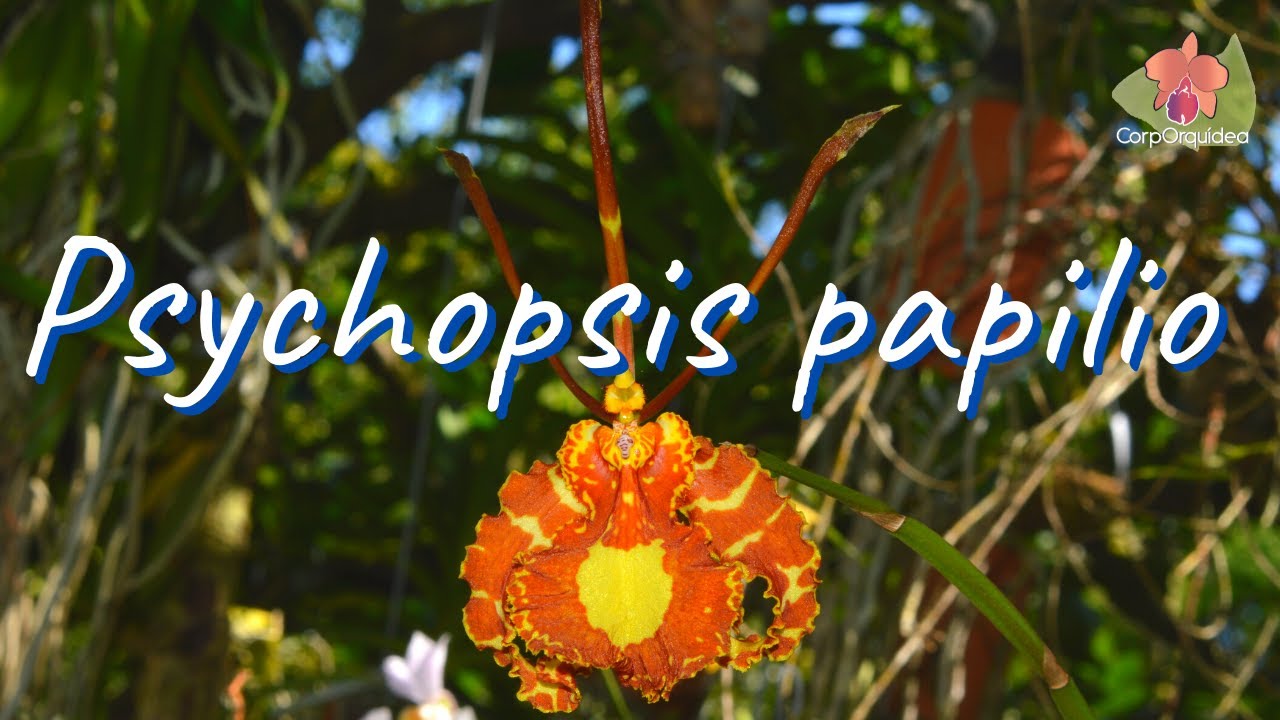 🦋 Psychopsis papilio - El #encanto de la Orquídea Mariposa - Corporquídea  - thptnganamst.edu.vn