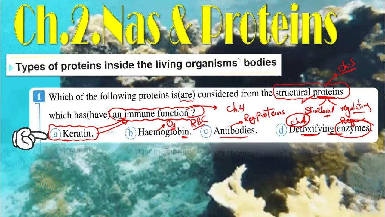 إجابة المعاصر المراجعة النهائية - ثانوية عامة -بيولوجىDNA Questions