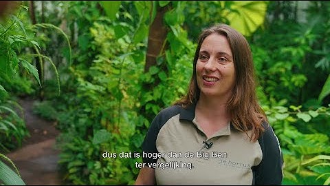 Klimaatles in de Hortus - Tropen - Groei naar de top