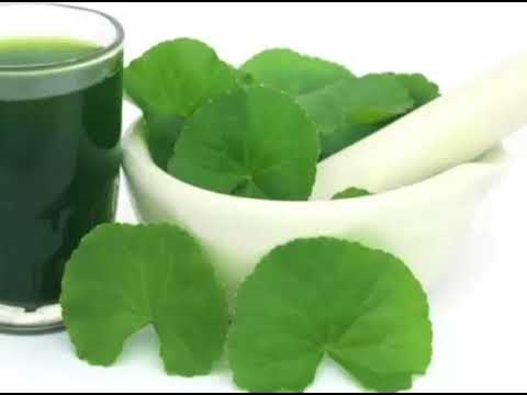 The Health Benefits of Brahmi Oil