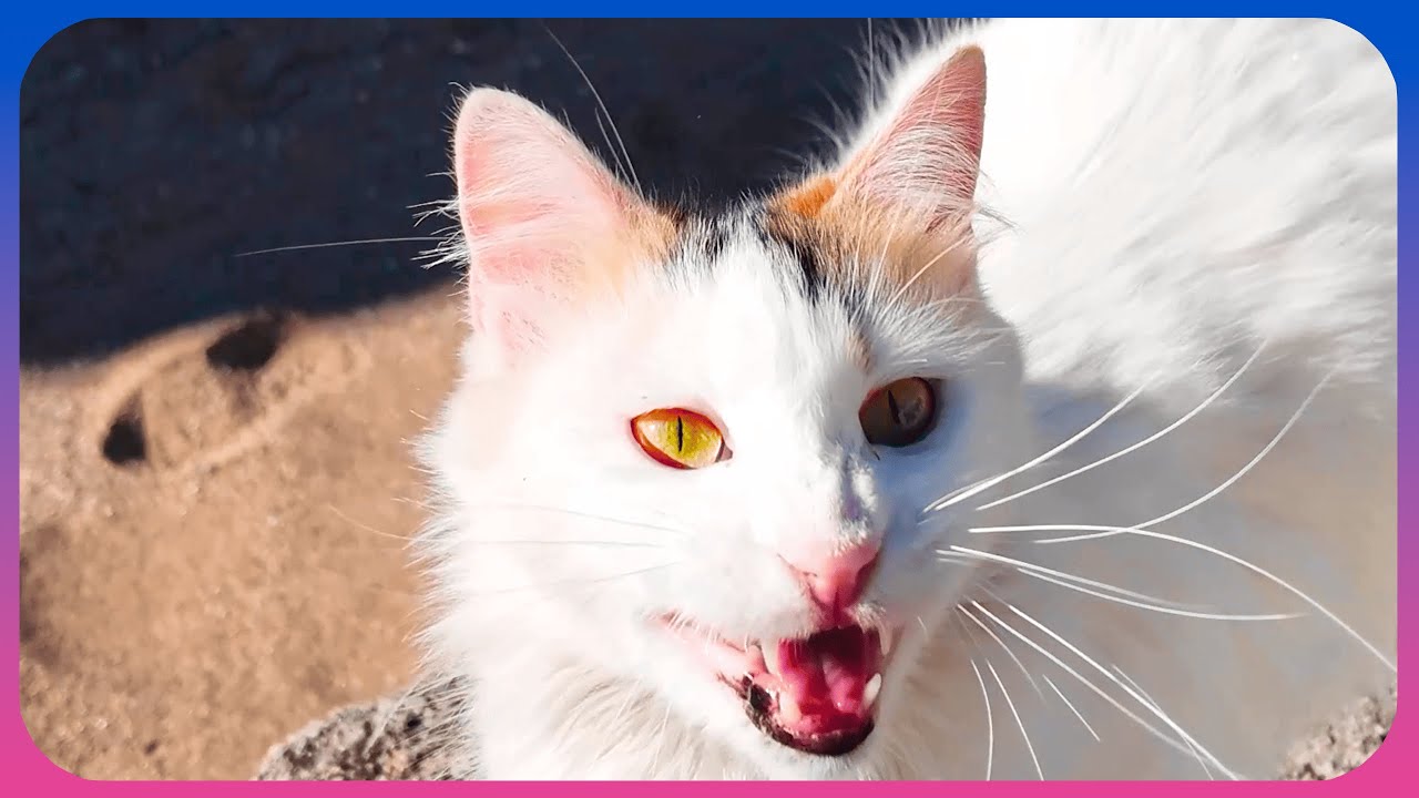 White talkative kitty [4К 60FPS] ASMR - YouTube