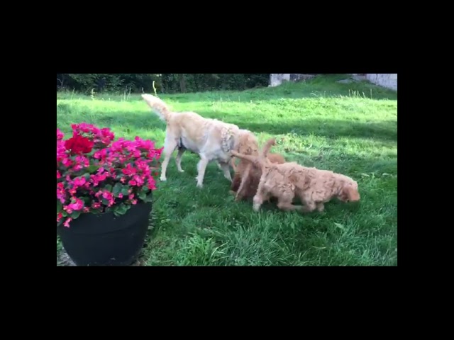 Unsere Welpenbande - Goldendoodles