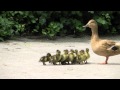 Duck takes her chicks for a walk