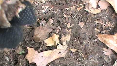 Morel Mushroom Hunting: Indentifying & Avoiding Poisonous Mushrooms.