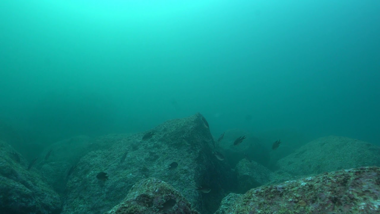 2021 다이브스토리 울릉 아쿠아아캠프 스쿠버다이빙 031411 카메라