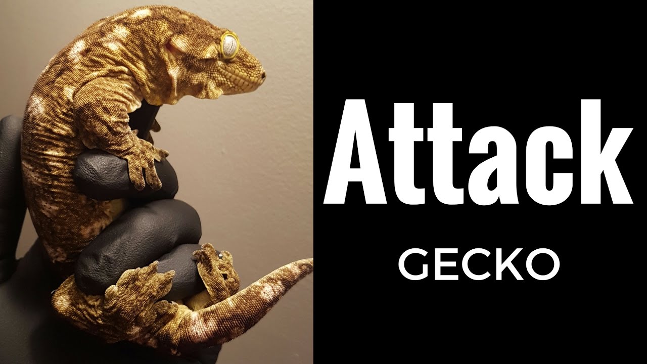 Attack Gecko Giant Gecko Attack! Rhacodactylus Leachianus defensive noises - Reptile ...