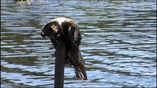 Aldeia Indígena Tapereira Dos Índios Miranha Na Terra Indígena Miratu, Lago De Uarini, Amazonas.