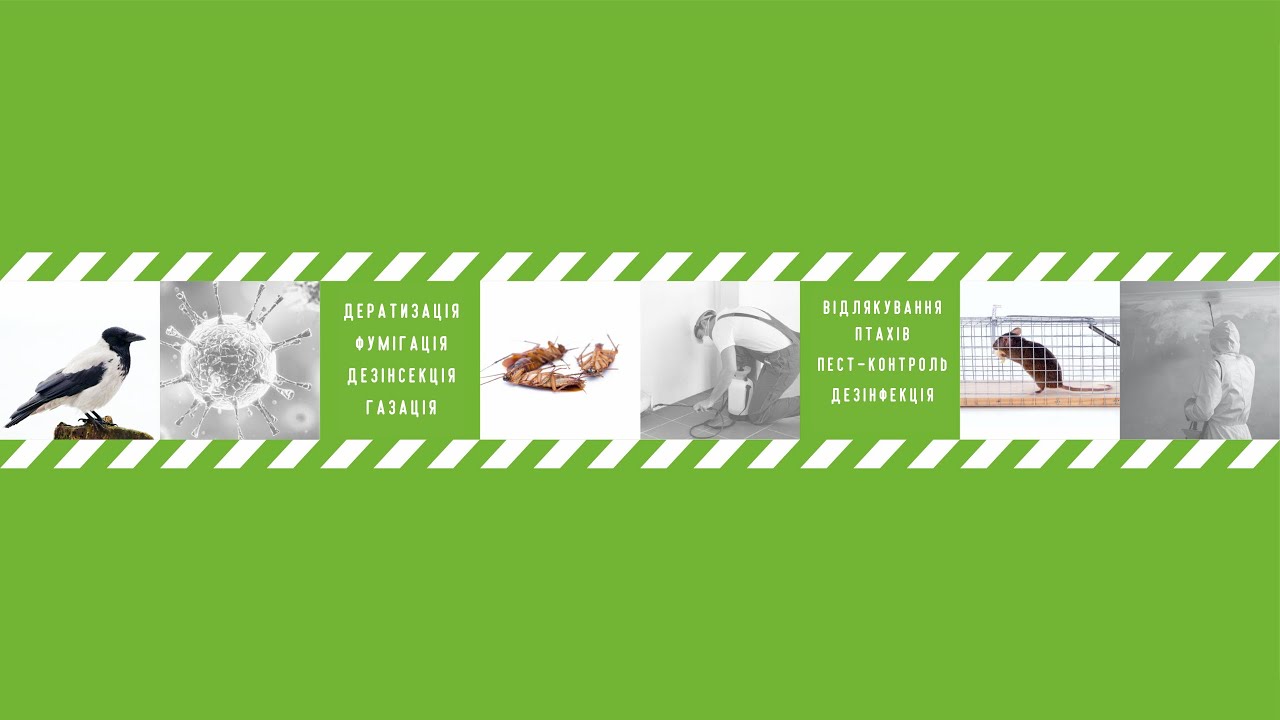 Оси. Знищення земляних ос | Ліквідатор