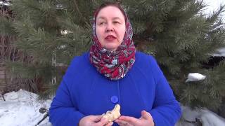 КОРЕНЬ ИМБИРЯ || Полезные свойства и применение КОРЕНЬ ИМБИРЯ || Полезные свойства и применение