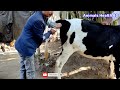 Biggest friesian cattle artificial insemination  how to cow ai  animals health bd