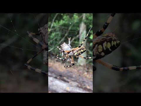 Araña ataca de forma sorprendente a una rana atrapada en su red 