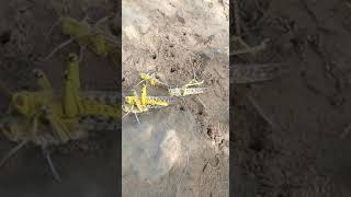 Locust release eggs in soil, locust hatching,locust breeding