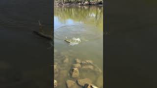 It got a lil dirty 😬 #like #fishing #northernpike #subscribe #thf