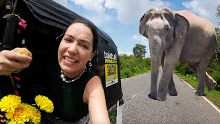 Attempting to See Wild Elephants at Road B35 in Sri Lanka 🇱🇰 Goes Wrong! 😭