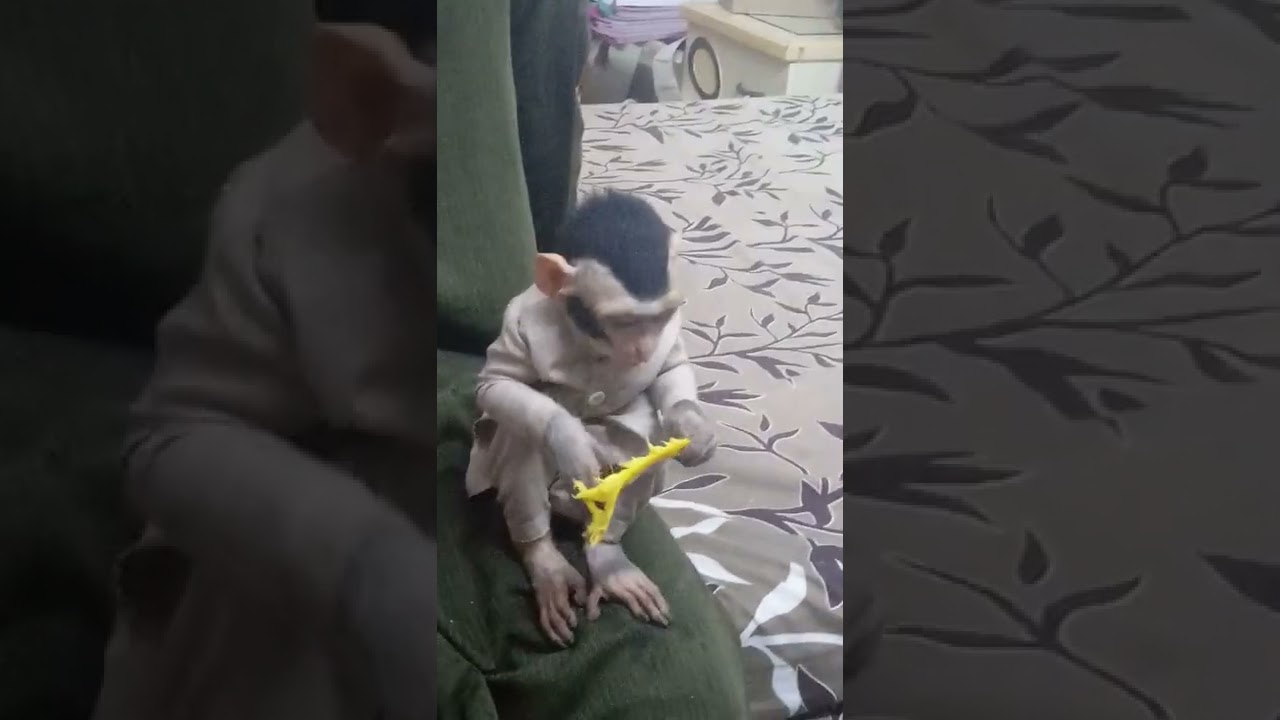 baby monkey cute 🥰🥰🥰